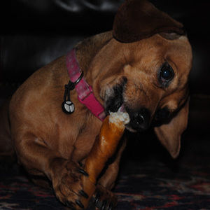 Meet your Posher, Lucy